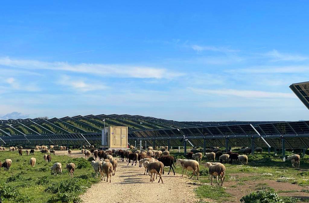 Approvati 4 impianti agri-fotovoltaici nel Lazio